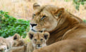 Mothers navigate challenging environments