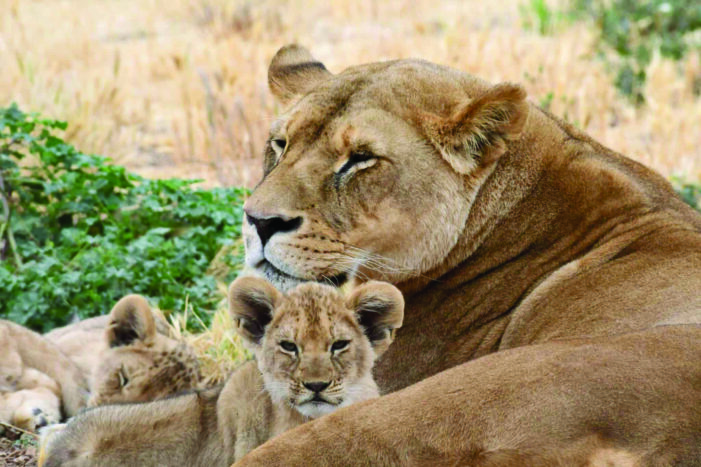 Mothers navigate challenging environments