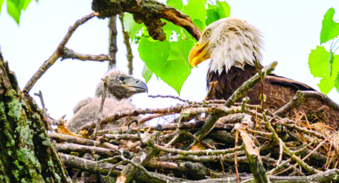 Drone threatens triplets nesting area