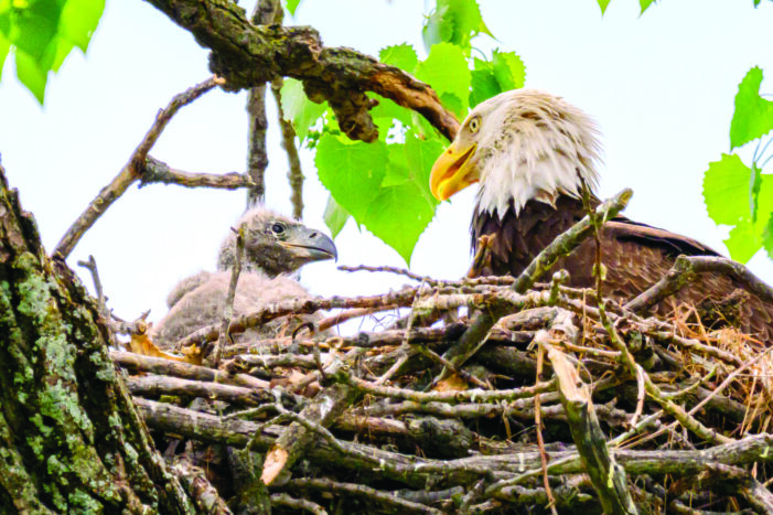 Drone threatens triplets nesting area