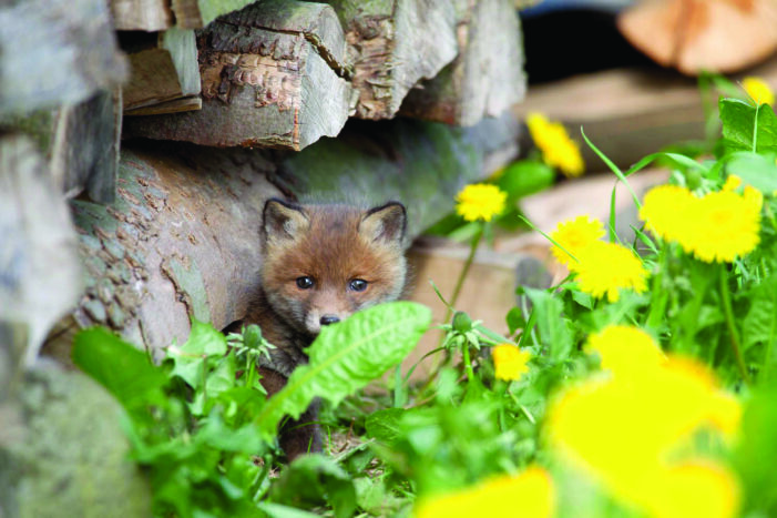 Easter isn’t just for bunny rabbits
