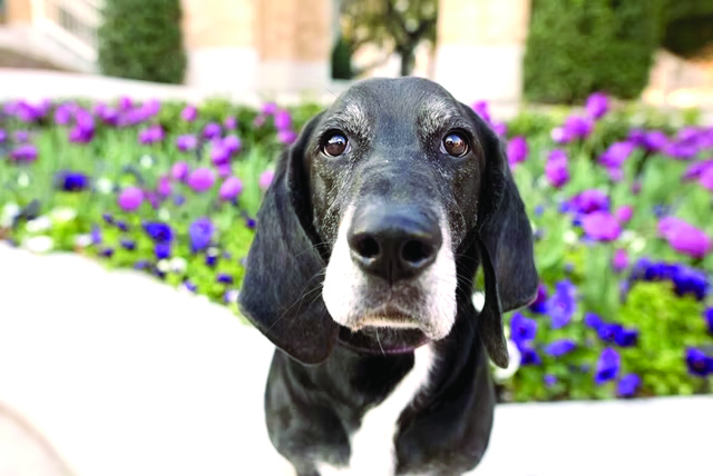 Mosquitoes named serial killers of pets