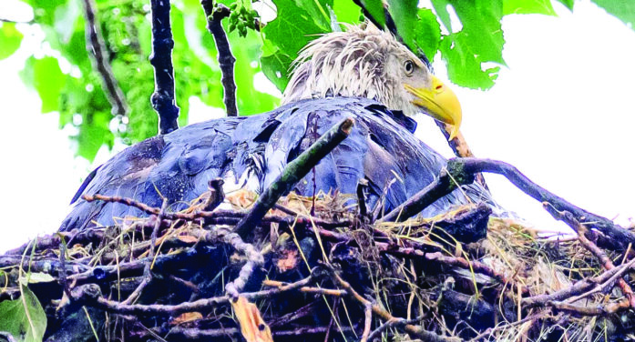 Urban Biologist meets with public every week