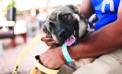 Stressful shelter environments can cause anxiety