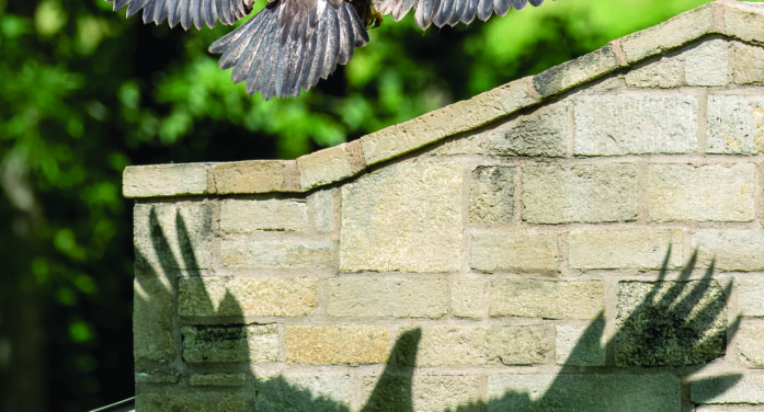 Young eagle takes flight around lake