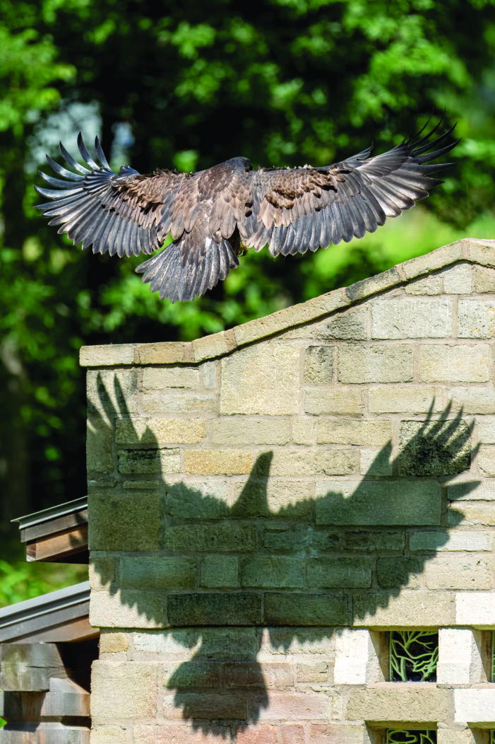 Young eagle takes flight around lake