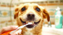 Dental disease can be avoided in pets