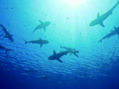 Shark Week features Texas relatives
