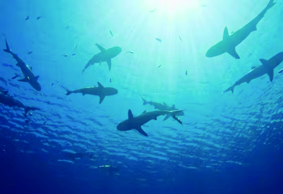 Shark Week features Texas relatives
