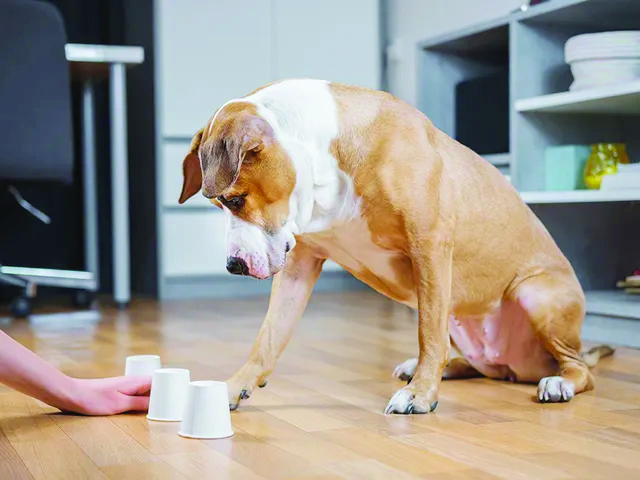 Dog’s brains need stimulation while inside