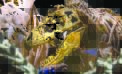 Iconic dinosaur fossils part of Labor Day fun