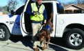 Working dogs deserve a Labor Day, too!