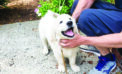 Housebreaking takes patience, understanding