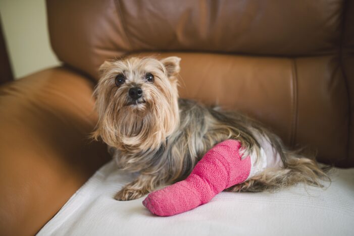 With pets, prepare for the unexpected