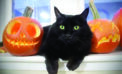 Black cats often last chosen for adoption