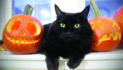 Black cats often last chosen for adoption