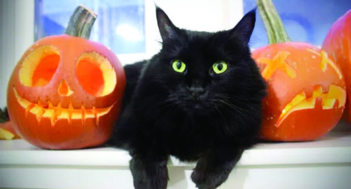 Black cats often last chosen for adoption