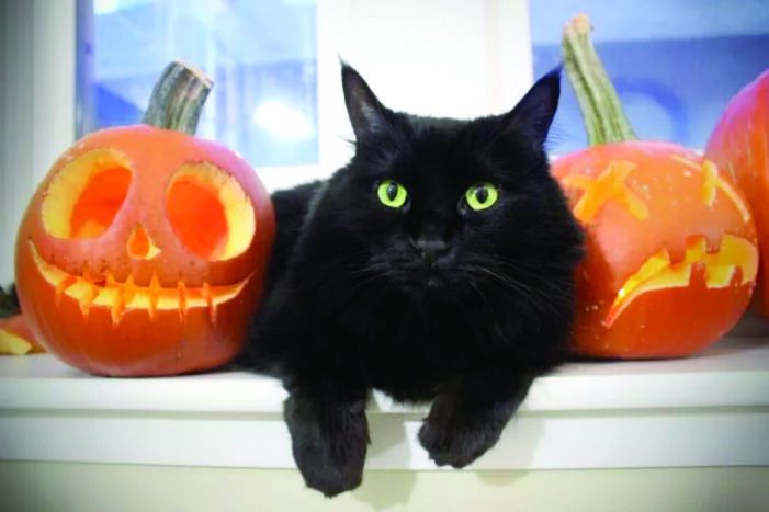 Black cats often last chosen for adoption