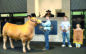Grand Champion sells for record $227K