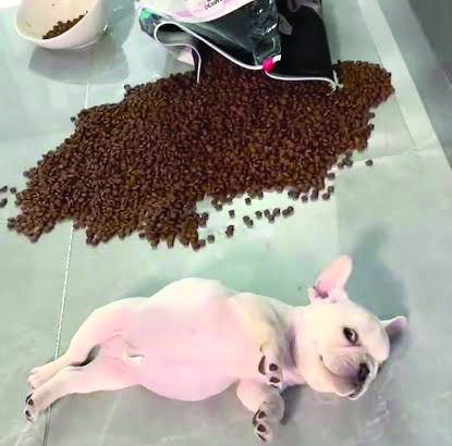 Not every hungry dog has a medical problem